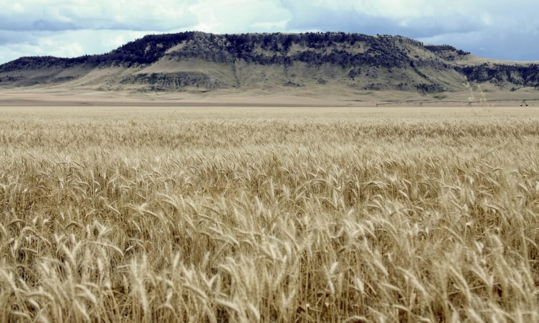 A field of winter wheat stretching toward a flat-topped butte on the Rocky Boy's Reservation in north-central Montana