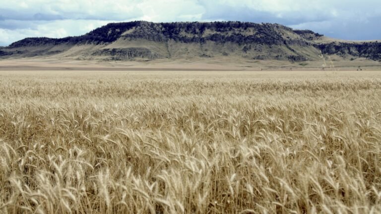 A field of winter wheat stretching toward a flat-topped butte on the Rocky Boy's Reservation in north-central Montana