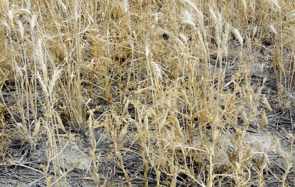 Close view of ripe winter wheat on a Chippewa Cree Tribe farm on the Rocky Boy's Reservation in Montana