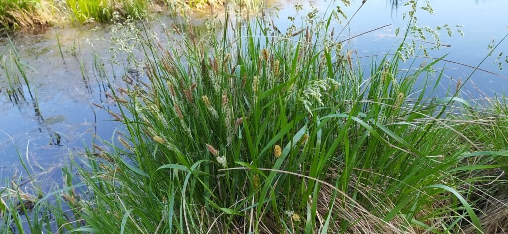 A clump of sweetgrass growing at the edge of calm water