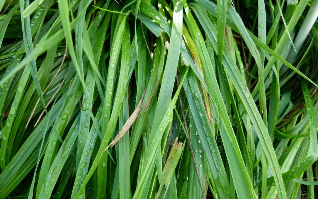 Close view of long, narrow green sweetgrass leaves